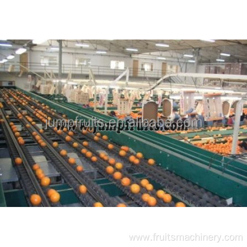 Vegetable frozen fruit processing line